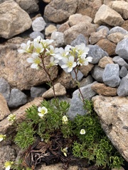 Saxifraga canaliculata