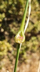 Allium oleraceum
