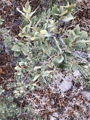 Quercus × undulata