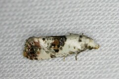 Neocochylis hybridella