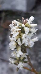 Amphithalea ciliaris