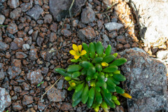 Phemeranthus parvulus