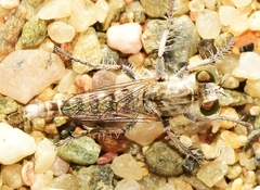 Rhadinus laurae