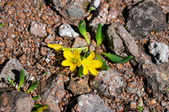 Phemeranthus parvulus