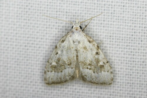 Scarce Black Arches, 1871 Schoorl, Nederland, photo 9 of 10