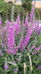 Lythrum salicaria