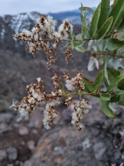 Spinoliva ilicifolia