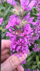 Lythrum salicaria