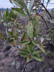 Spinoliva ilicifolia