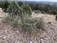 Quercus × undulata