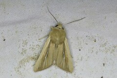 Mythimna litoralis