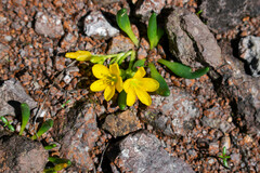 Phemeranthus parvulus