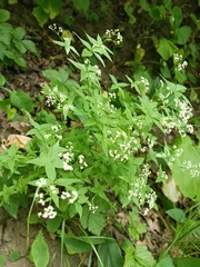 Galium rubioides