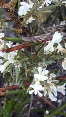Amphithalea ciliaris