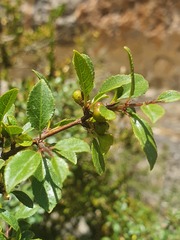 Rhamnus saxatilis