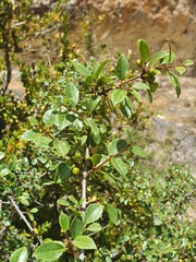 Rhamnus saxatilis