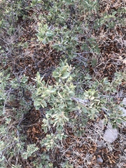 Quercus × undulata