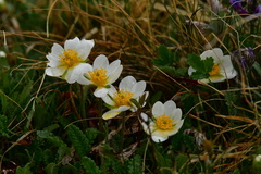 Dryas octopetala