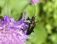 Rhagiini
