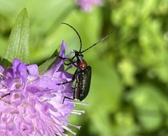 Rhagiini