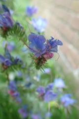 Echium vulgare