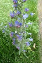 Echium vulgare
