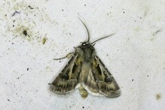 Agrotis vestigialis