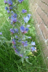 Echium vulgare