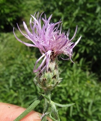 Centaurea stoebe australis