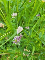 Glaucopsyche lygdamus