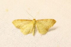 Idaea humiliata