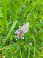 Glaucopsyche lygdamus