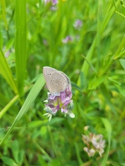 Glaucopsyche lygdamus