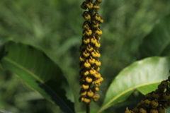 Byrsonima spicata