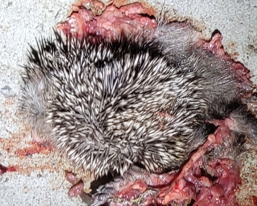 Amur Hedgehog