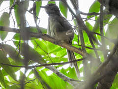 Synallaxis albescens