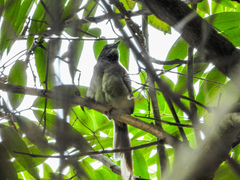 Synallaxis albescens