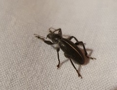 Brachyderes lusitanicus