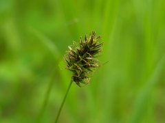 Carex hoodii