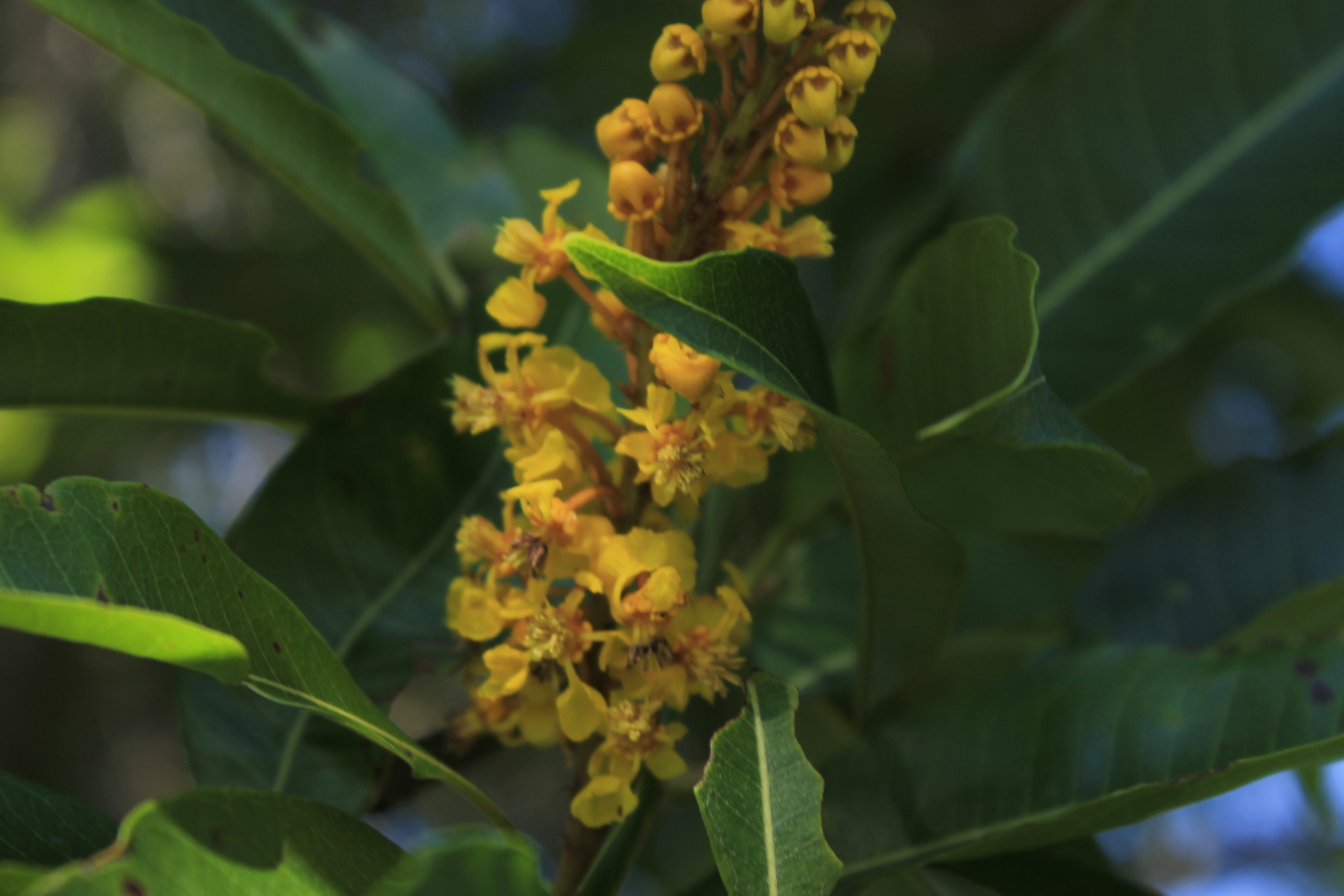 Byrsonima spicata