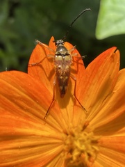 Typocerus acuticauda