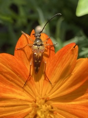 Typocerus acuticauda