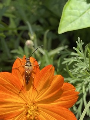 Typocerus acuticauda