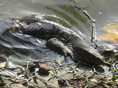 Varanus salvator salvator