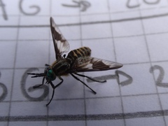 Chrysops nigripes