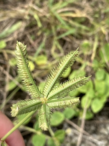 Dactyloctenium ctenoides, 2022-07-02