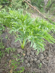 Prionosciadium thapsoides