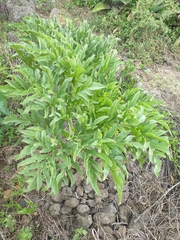 Prionosciadium thapsoides