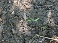 Hierodula transcaucasica