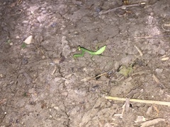 Hierodula transcaucasica